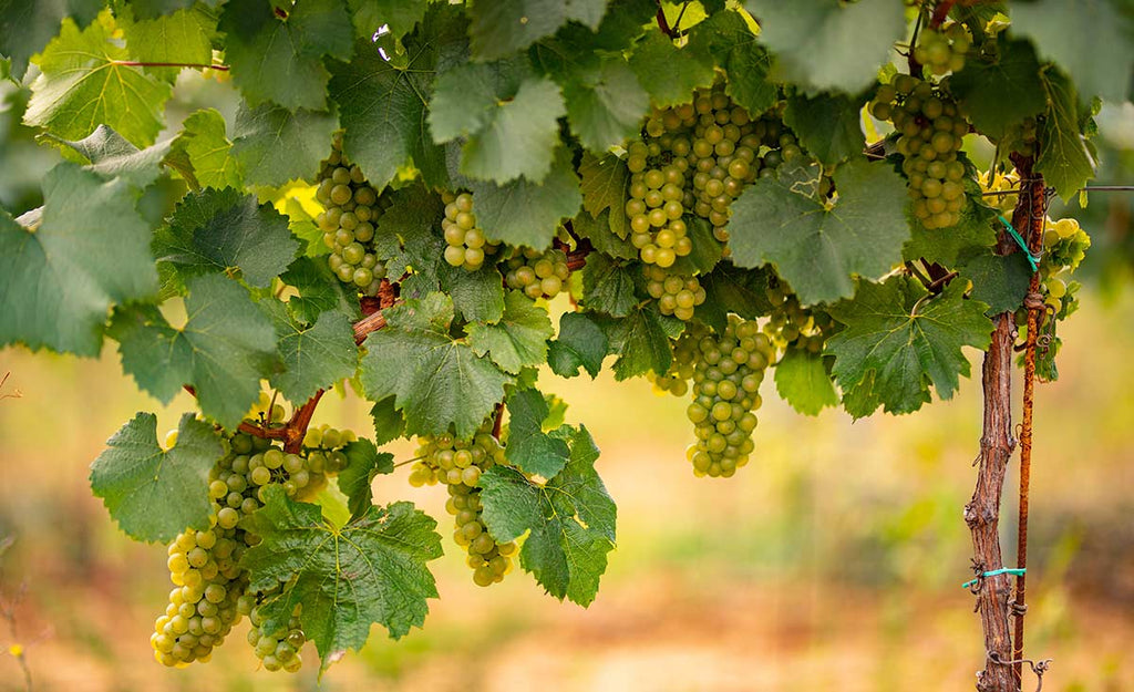 Tropical Bliss in a Glass: Discovering the Health Benefits of Pineapple and Strawberry-Infused Wines